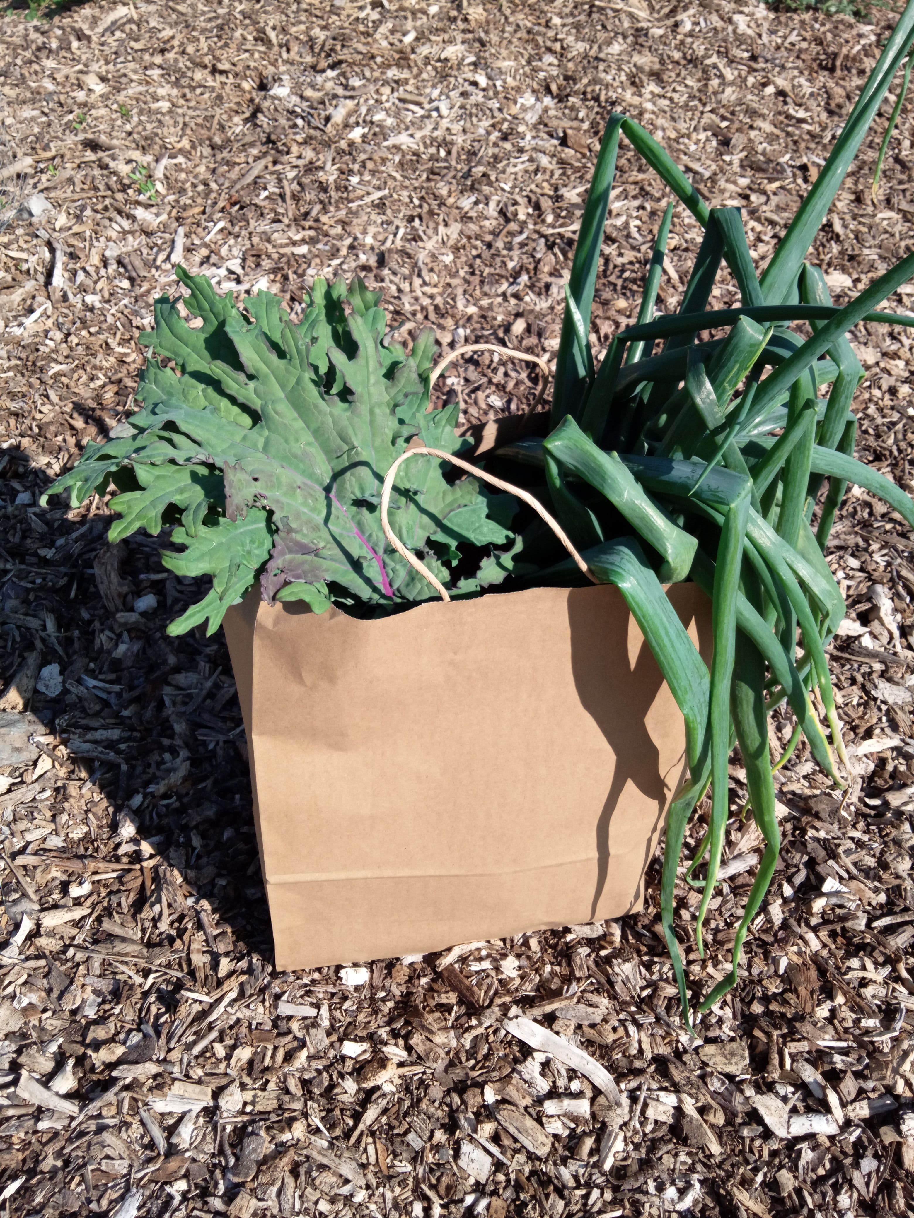 Bocs bach / Small veg box